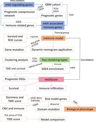 Development of a Novel Prognostic Model of Glioblastoma Based on m6A-Associated Immune Genes and Identification of a New Biomarker